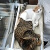 先住猫と新入り子猫との関係がきずける日は来るのか？⑧