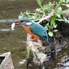 鳥撮散歩　気が付けば五目撮り(^^♪