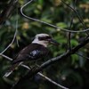 Laughing Kookaburra  ワライカワセミ