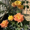 【ガーデニング】【家庭菜園】リオサンバがオレンジから変化してきました！