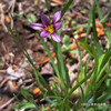 ニワゼキショウ Sisyrinchium rosulatum