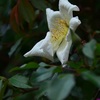 ロサ・ギガンテアの一番花が咲きました