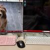 新しいパソコン　windows11