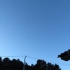 今朝の月