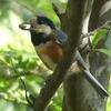 歩いて5分の公園に渡去の夏鳥探しに