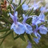 ローズマリーの花　ブルーの花が奇麗