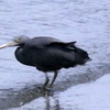 銚子漁港のクロサギ