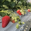 完熟いちご🍓狩り情報　３月１日(月)休園日です‼️💕🍀