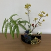 11月の花