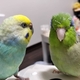 今週の🐦もぐまめ 47 #インコ