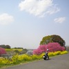 菜の花ロード～道の駅しもつまナマズのてんぷら♪