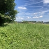 雑草の生命力たるや！3回目の夏の記録