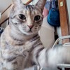 ゴールデンウィーク振り返り：猫たちとのひととき