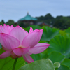 鎌倉の夏。ぼんぼり、桜貝、蓮の花