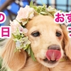 愛犬のお誕生日企画おすすめプラン【祝】リオ16歳！
