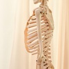 体幹を整える骨の整体