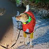 雪のことは知っている犬。べちゃべちゃは駄目なんだ。