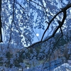 夕映えの石畳の東のしだれ桜♪
