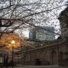 日本橋の桜が満開！夜桜ライトアップ鑑賞｜2025年3月31日現在のソメイヨシノ開花状況（東京都中央区）