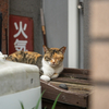 地元繁華街のねこさん