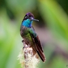 コスタリカ　サベグレ谷の野鳥たち