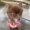 【みかんの樹】🐕見守りたいハルたん🐕