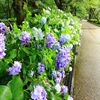 豪雨の中、サンダルで紫陽花を撮りにいく。