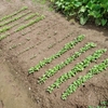 秋野菜の準備