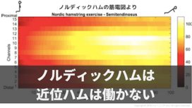 ノルディックハムではハムストリング近位の筋線維は働かない