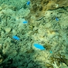 【沖縄南部】大度海岸（ジョン万ビーチ）シュノーケル！海の中を覗く！GoPro☆☆☆☆