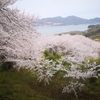 佐木島 塔の峰千本桜　【四輪】