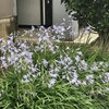 Agapanthus