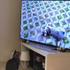 テレビにくぎ付けの猫