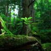 「深緑の蓼科大滝」神秘的な原生林と静かな滝の絶景｜信州・蓼科観光スポット