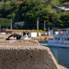 玄海諸島のねこさん