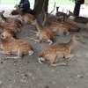 3連休に家族3人で奈良公園に行きました　夏編　より。