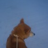 雪が降る、しんしんと…