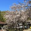 公園の桜