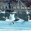 氷の上を走る白鳥（岩手県）