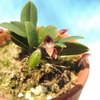 Bulbophyllum dischidiifolium