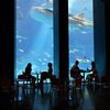 ジンベイザメやマンタを目の前で♪【人気スポット☆沖縄美ら海水族館】