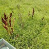 毎年の4、5月でギシギシ駆除しておかないと