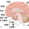 脳に関する話