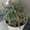 カーネーション