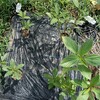 【農園日記】モロヘイヤ摘芯、トマト、空芯菜収穫　8月2日