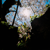 4月1日の桜（３）