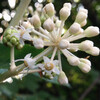 (248) Fatsia japonica