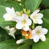 三原山周辺の旬の花