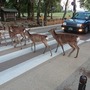 【奈良】薄暗闇の奈良公園を駆ける -2019.GW 大阪発大阪行 長い切符で行く旅行 3日目④