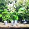 これマジお得 Amazonで板おもりを注文 水草用にどうかな ひろきのアクアと素敵な日々 Blog